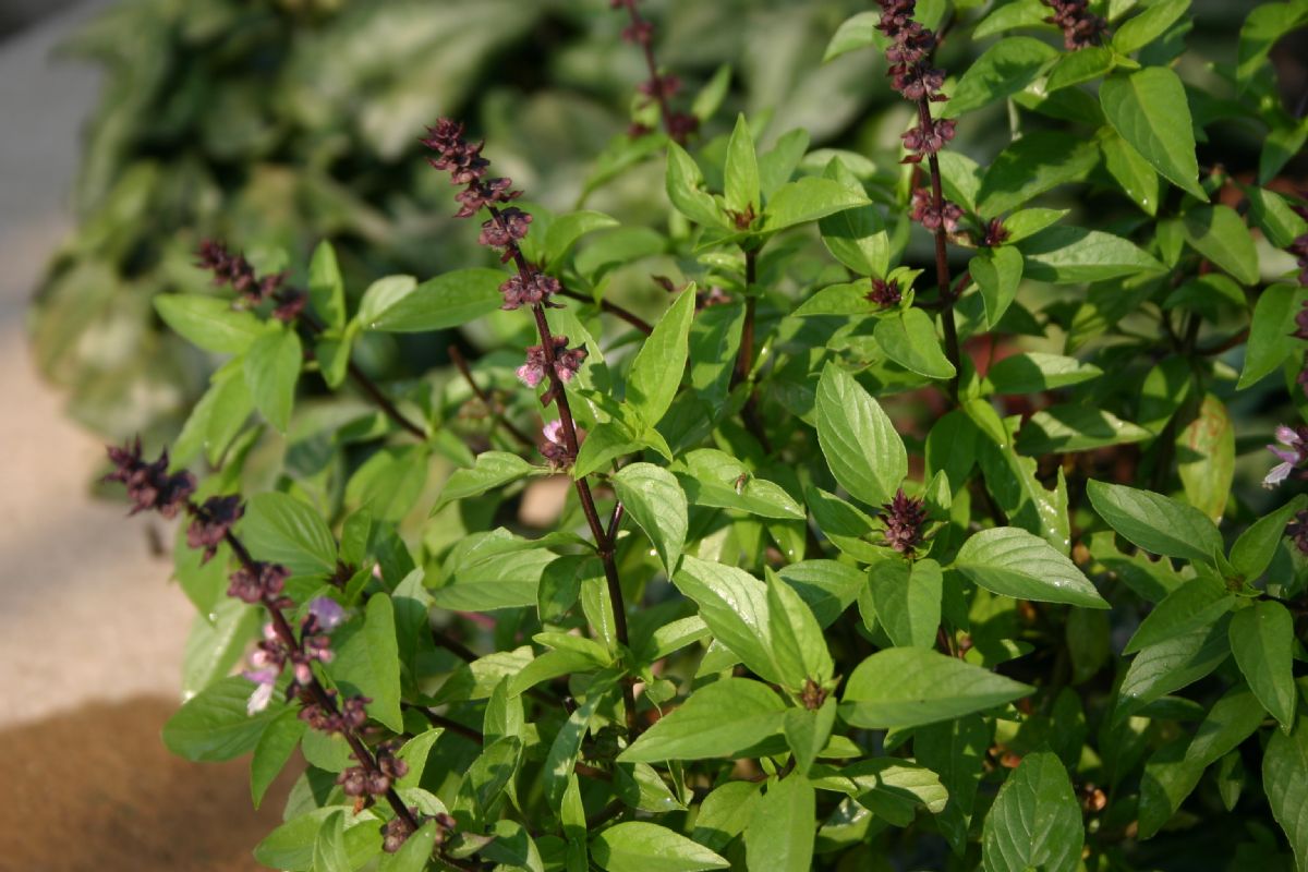 Dream Meaning of Basil