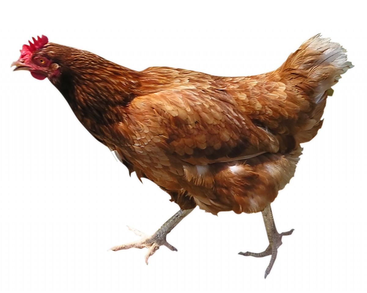 Dream Meaning of Chicken
