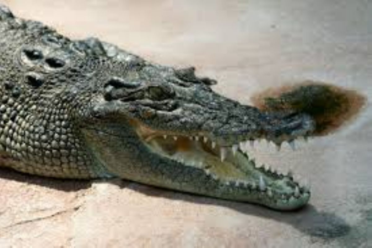 Dream Meaning of Crocodile