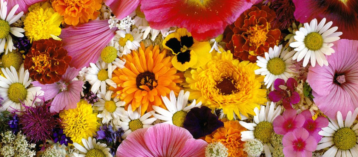 Dream Meaning of a Flower