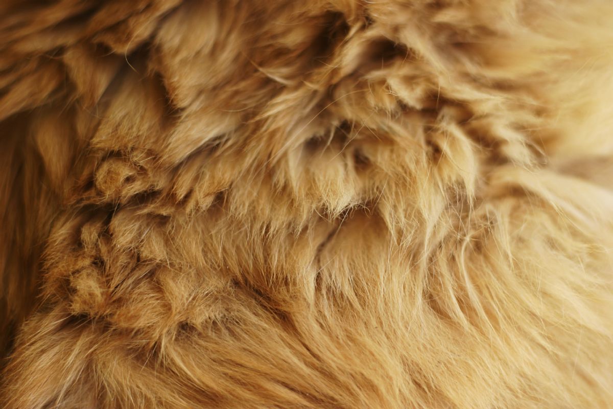 Dream Meaning of Fur