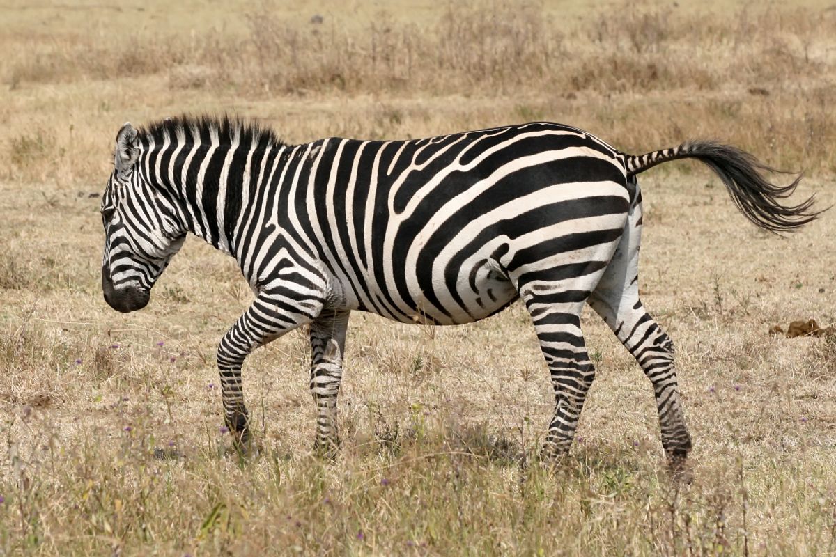 Dream Meaning of Zebra