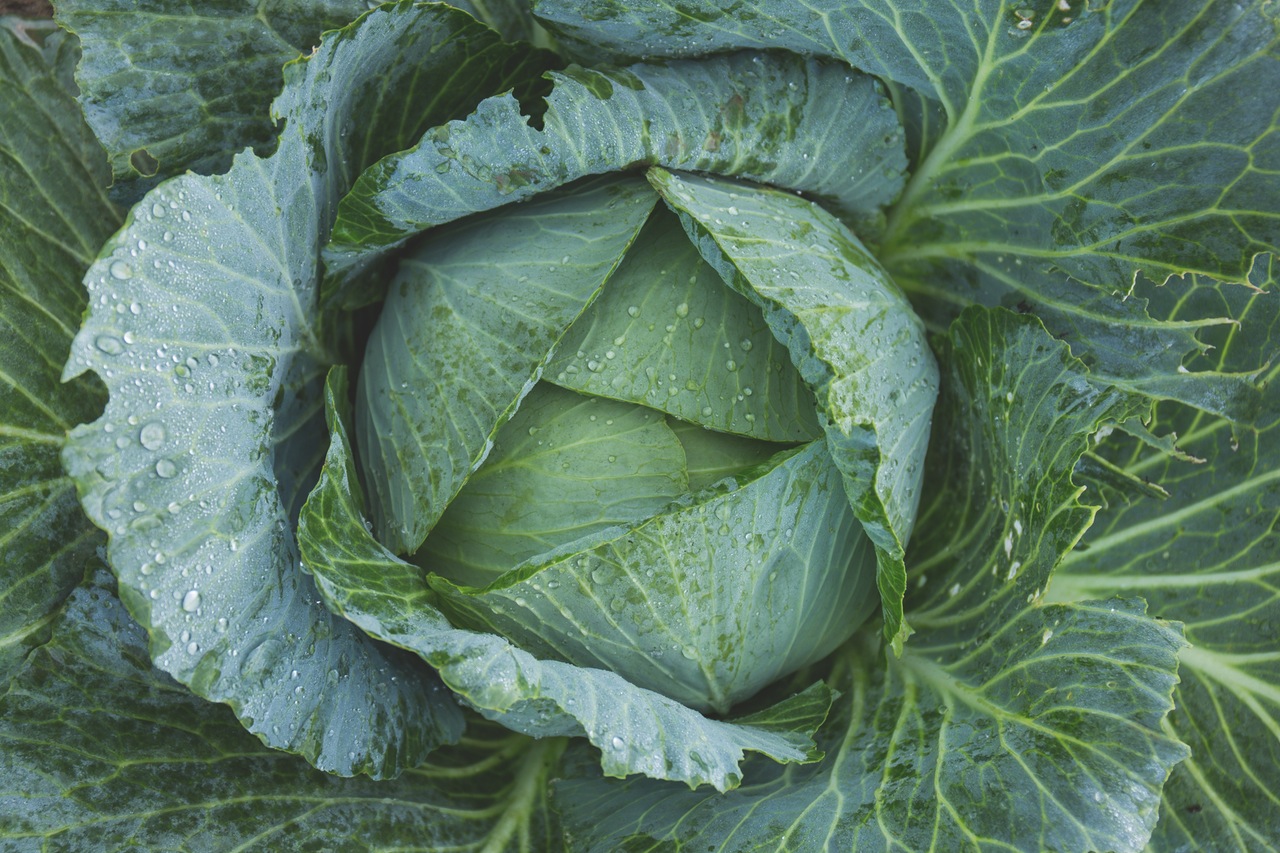 Dream Meaning of Cabbage