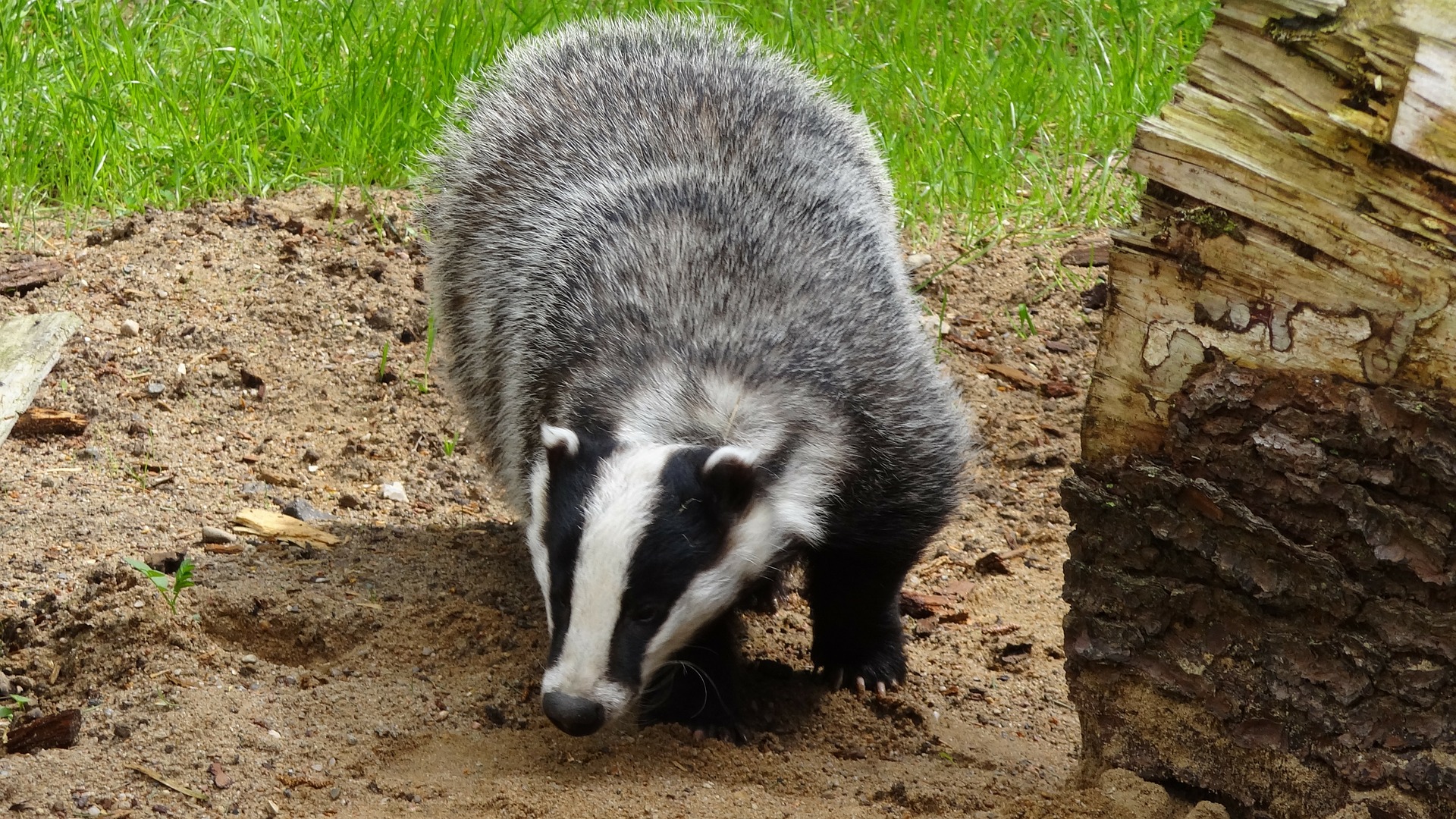 Dream Meaning of a Badger
