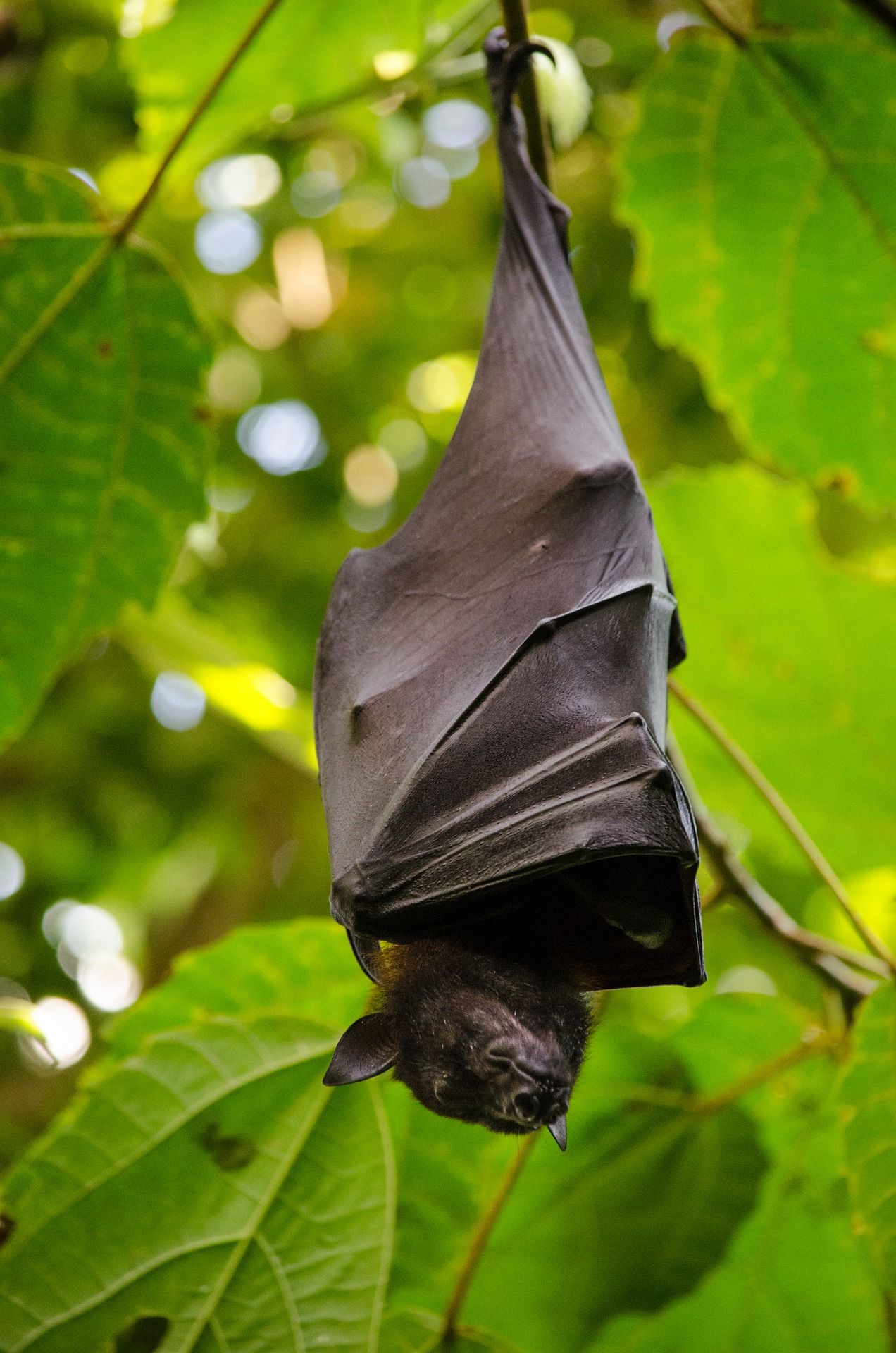 Dream Meaning of a Bat