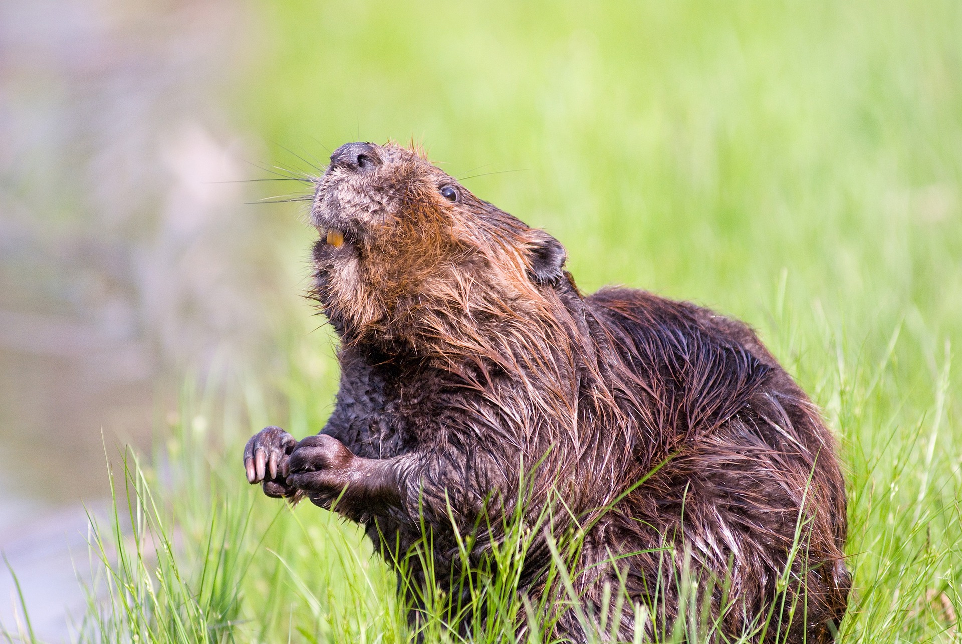 Dream Meaning of Beaver