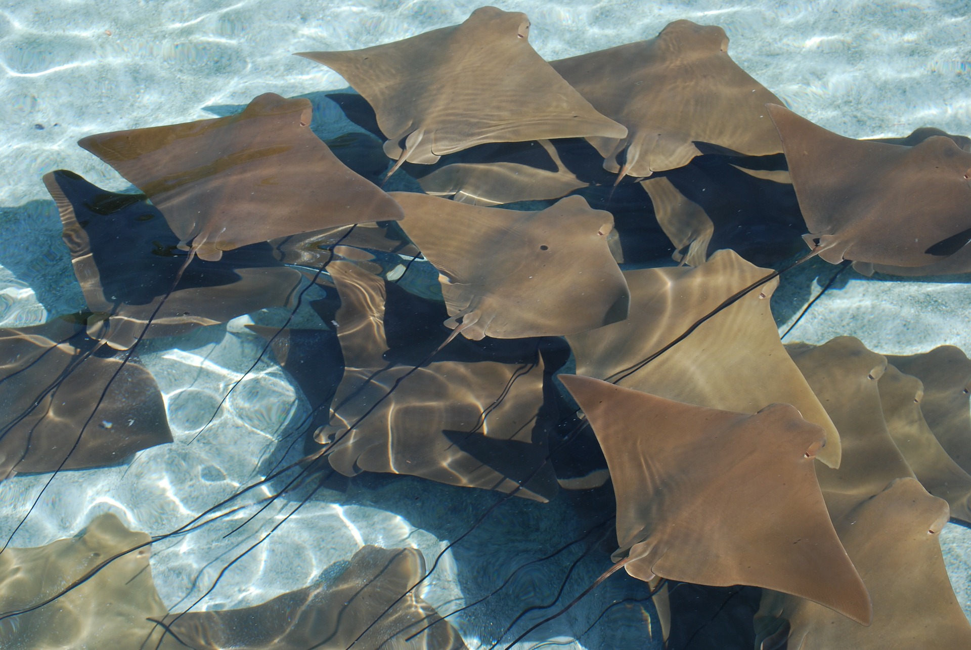 Dream Meaning of Thornback Ray