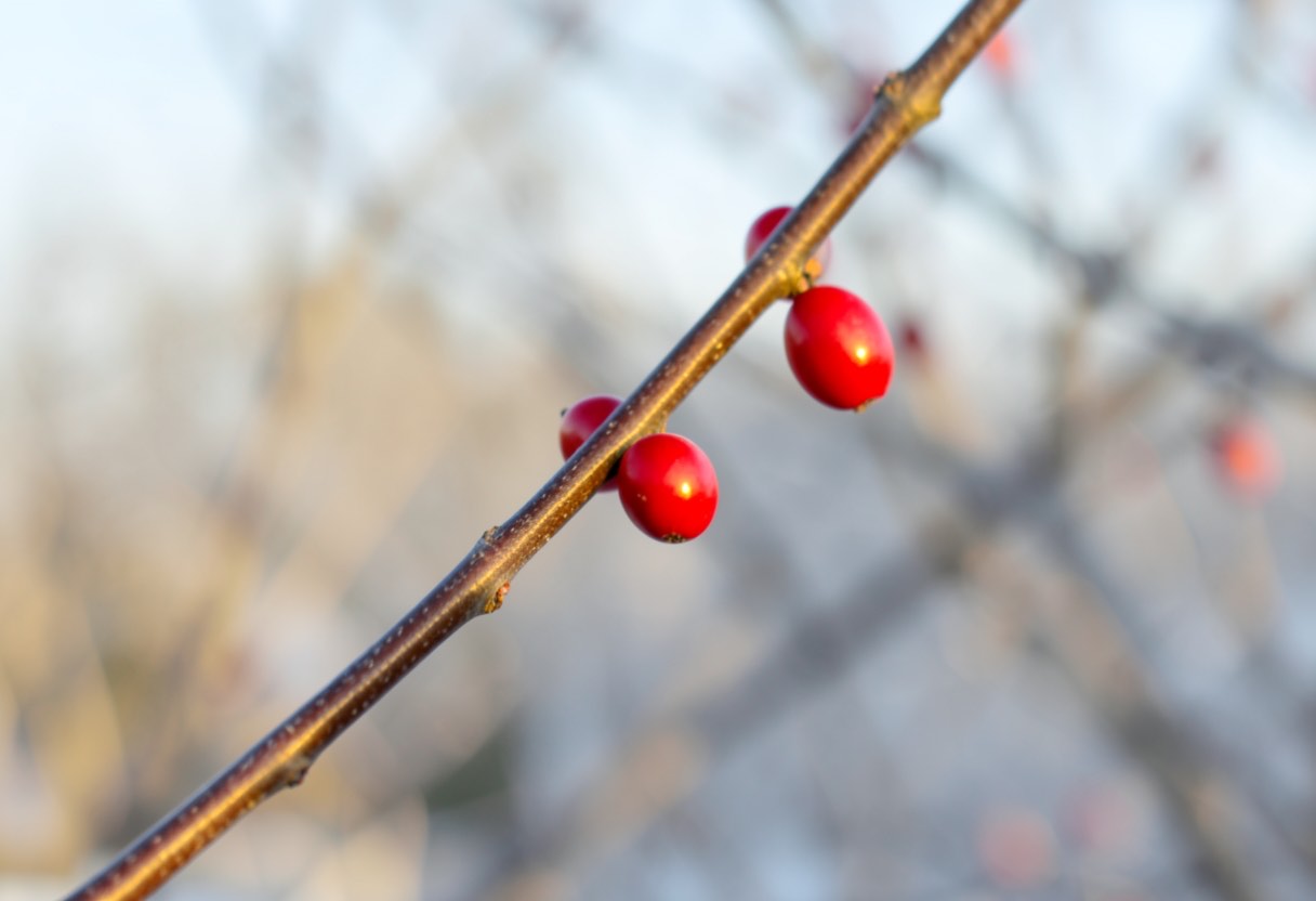 Dream Meaning of Cornelian Cherry