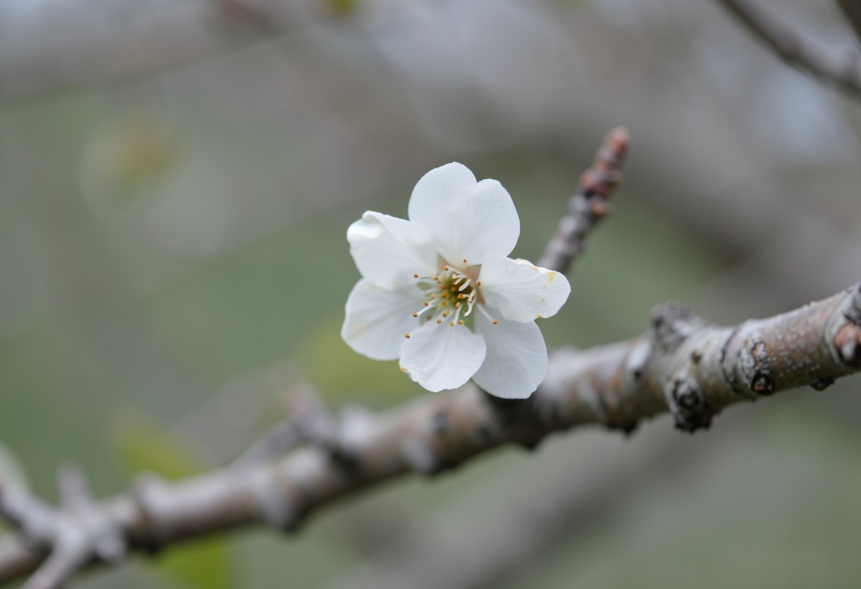 Dream Meaning of Tree Flower