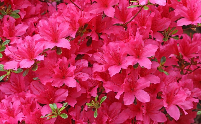 Dream Meaning of Azalea Flower