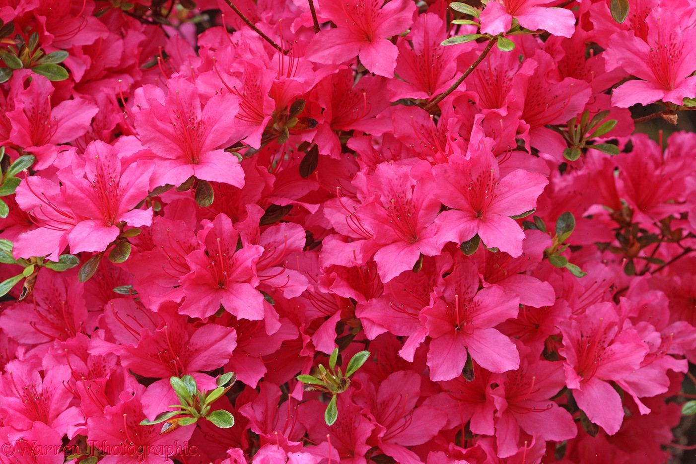 How To Be An Ftd Florist Bizfluent How To Be An Ftd Florist Bizfluent