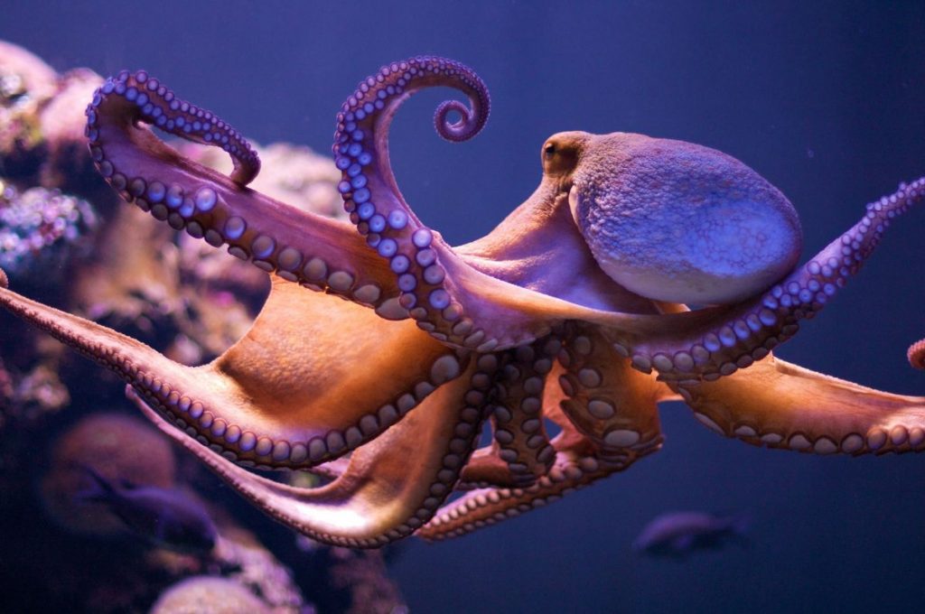 Dream Meaning of Octopus