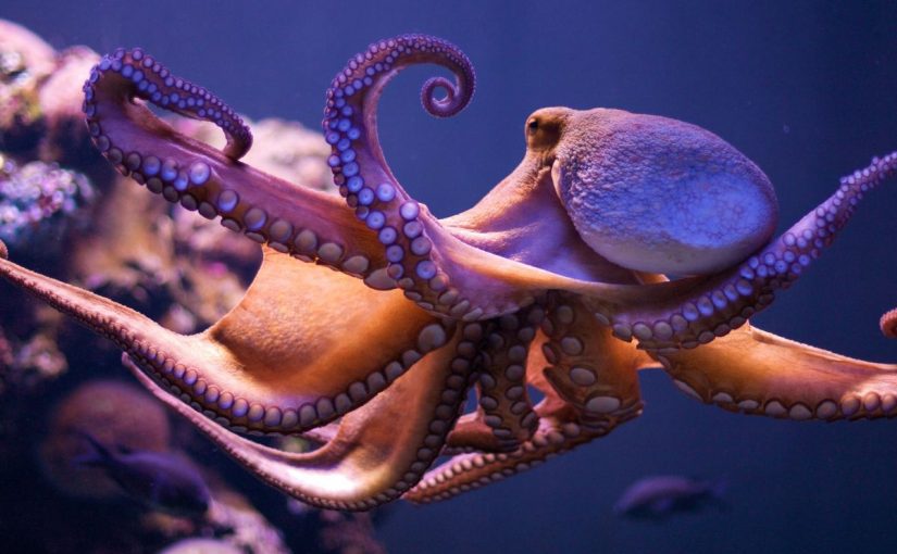 Dream Meaning of Octopus