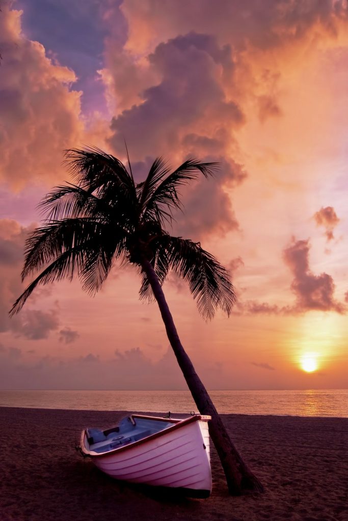 Dream Meaning of Palm