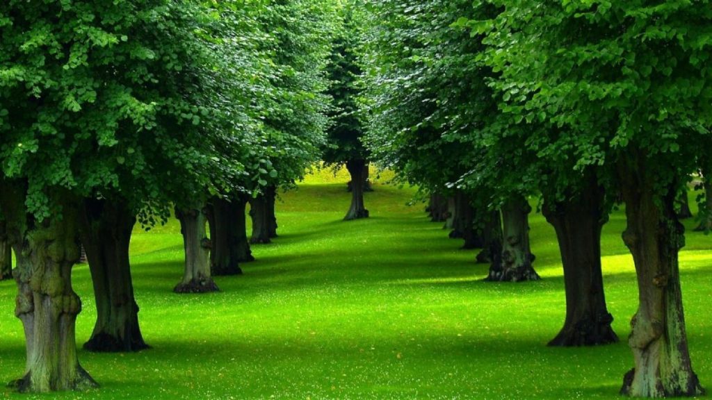 Dream Meaning of Woods