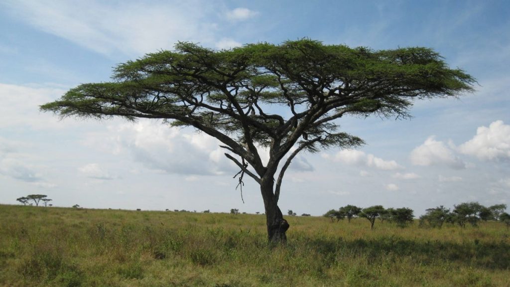 Dream Meaning of Acacia