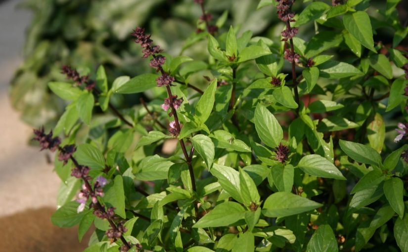 Dream Meaning of Basil