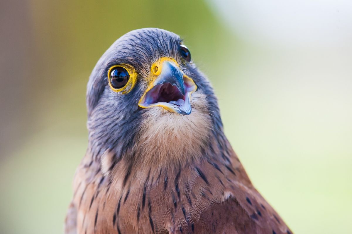 Dream interpretation of bird, find the meaning & explanations about bird dreams here, dream interpretation for bird