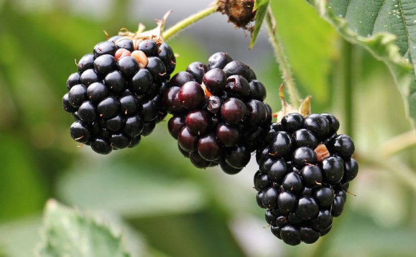 Dream Meaning of Blackberries