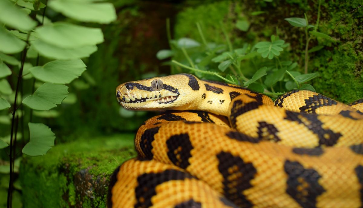 Dream Meaning of Boa Constrictor Dream Interpretation