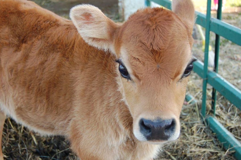 Dream Meaning of Calf