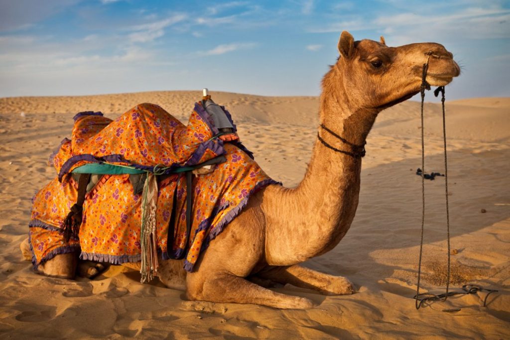 Dream Meaning of Camel