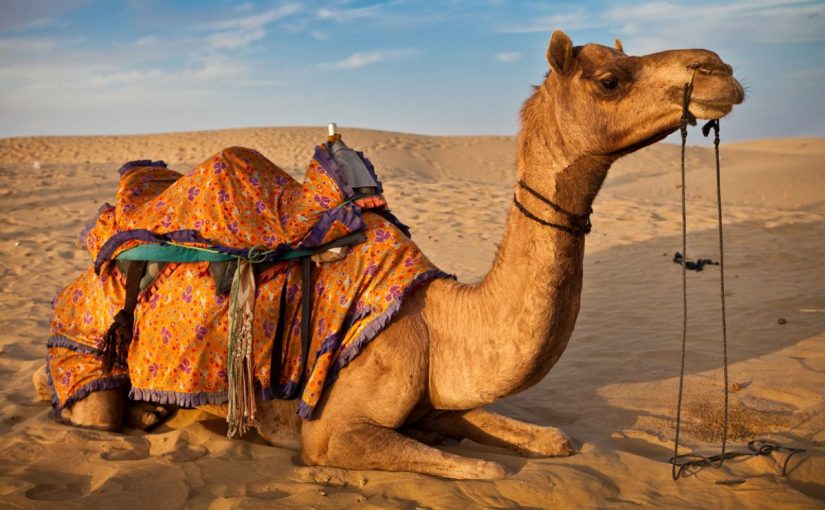 Dream Meaning of Camel