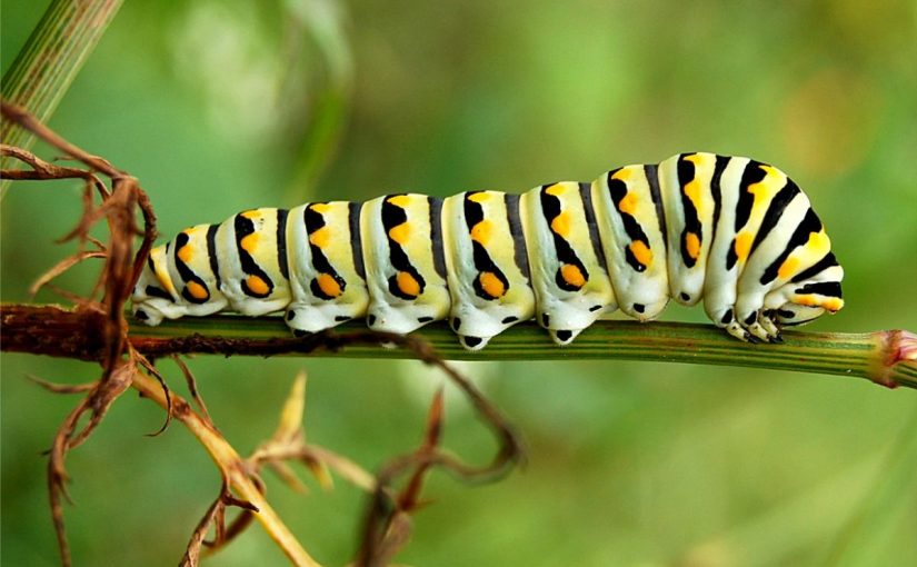 Dream Meaning Of Caterpillar Dream Interpretation caterpillar-logo-history