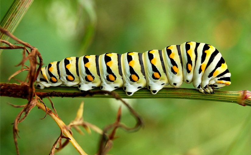 Dream Meaning of Caterpillar