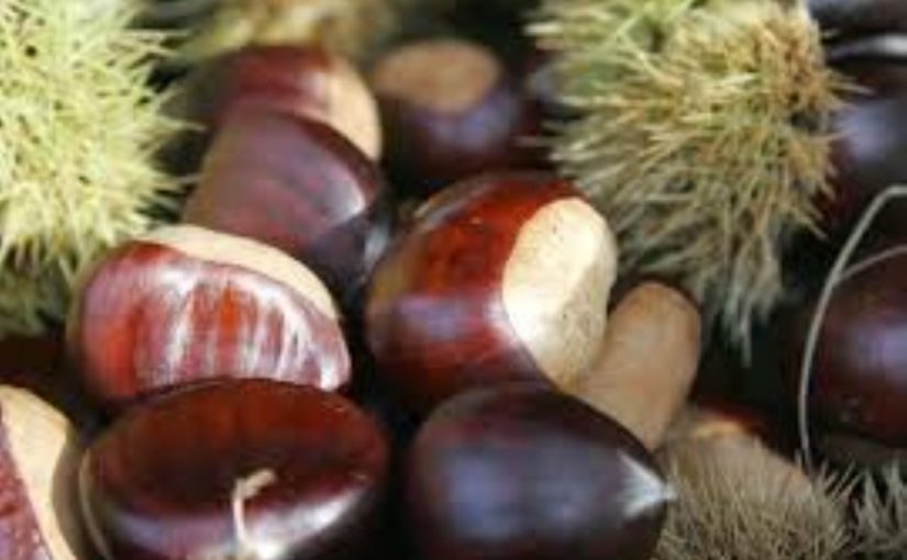 Dream Meaning of Chestnut (Maroon)