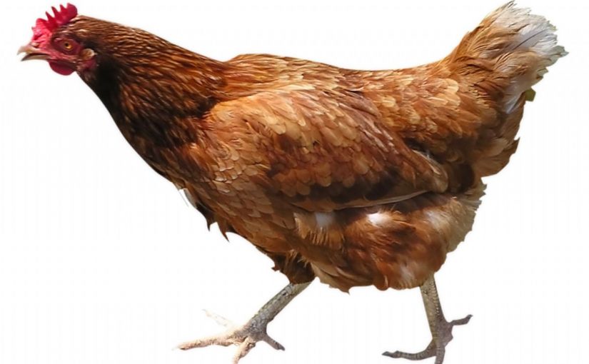 Dream Meaning of Chicken