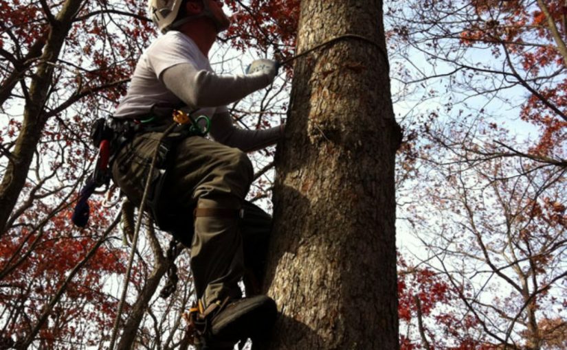 Dream Meaning of Climbing A Tree