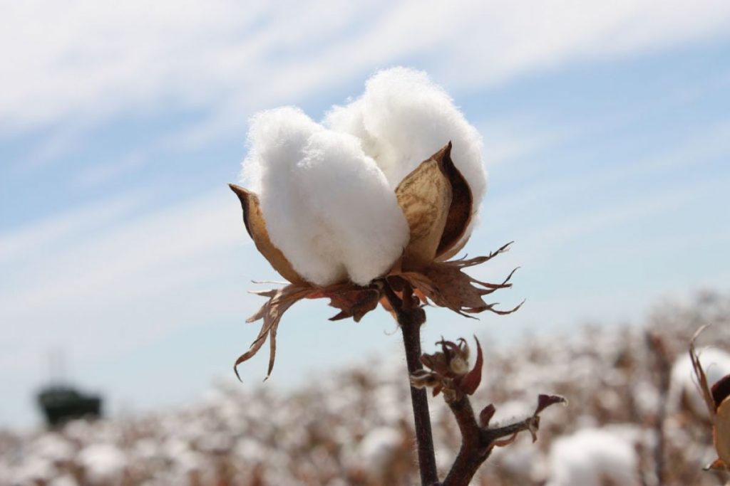 Dream Meaning of Cotton