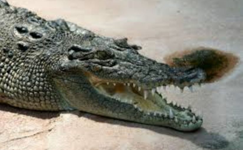 Dream Meaning of Crocodile