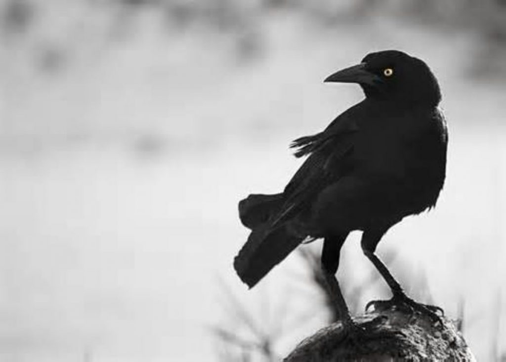 Dream Meaning of Crow
