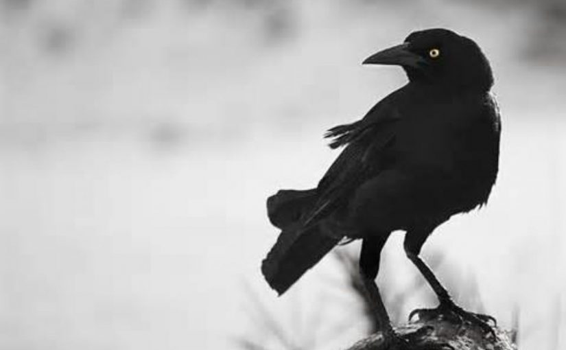 Dream Meaning of Crow