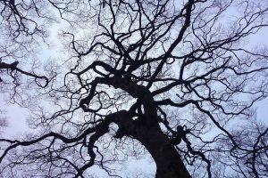 Dream Meaning of Death