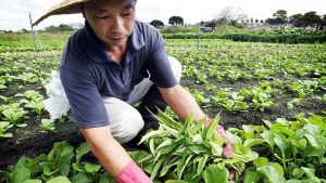 Dream Meaning of Gardener