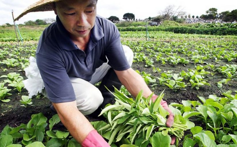 Dream Meaning of Gardener