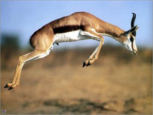 Dream Meaning of Gazelle