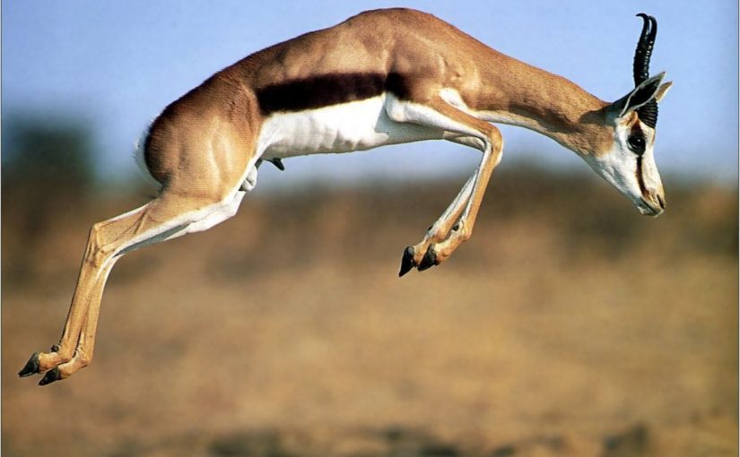 Dream Meaning of Gazelle