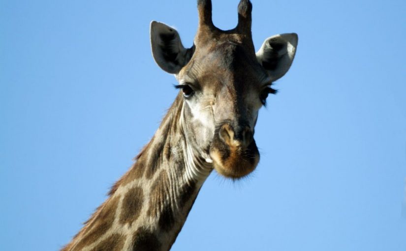 Dream Meaning of Giraffe