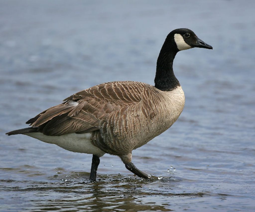 Dream Meaning of Goose