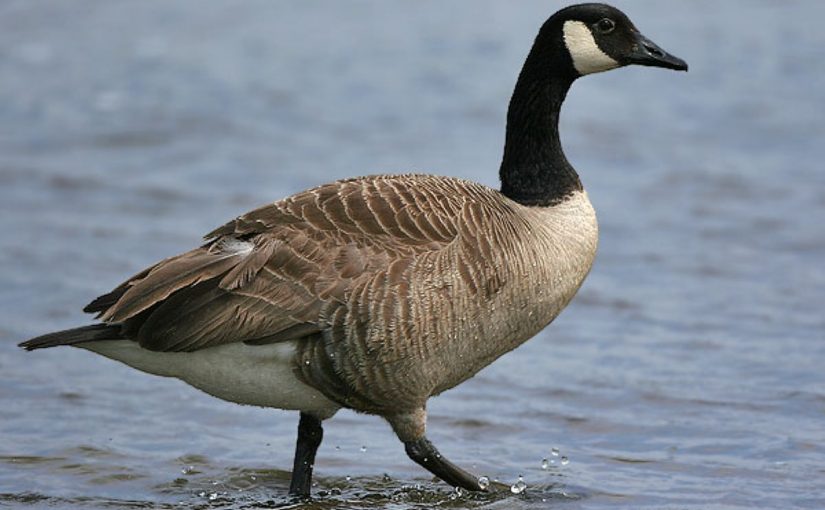 Dream Meaning of Goose