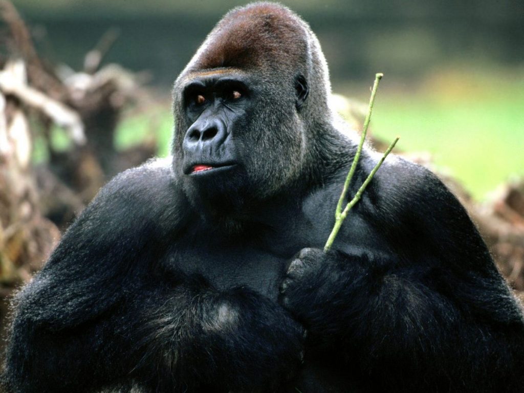Dream Meaning of Gorilla