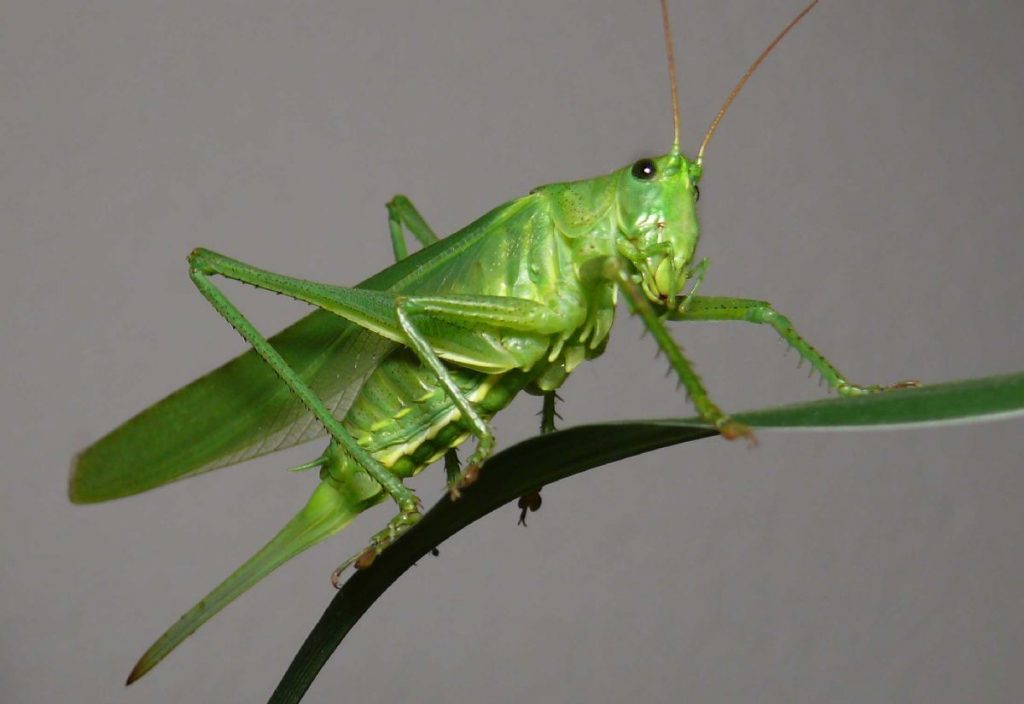 Dream Meaning of Grasshopper