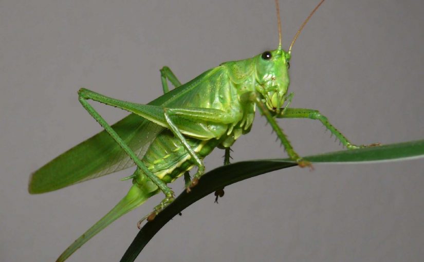 Dream Meaning of Grasshopper