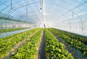 Dream Meaning of Greenhouse