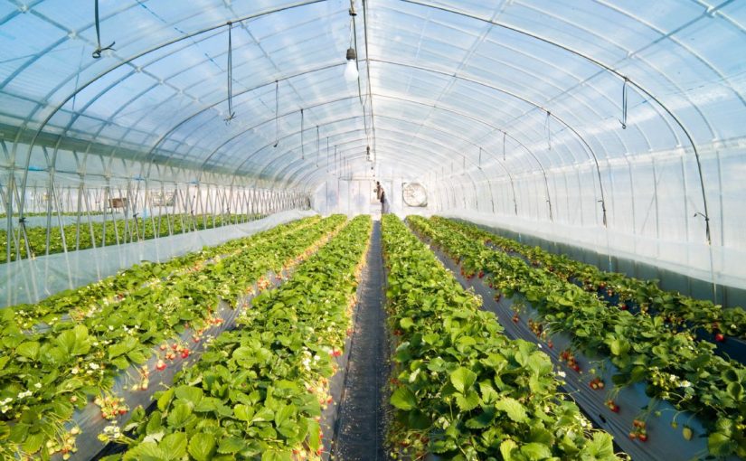Dream Meaning of Greenhouse