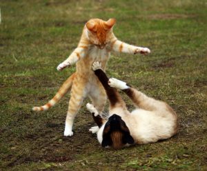 Dream Meaning of Having Fight with Father